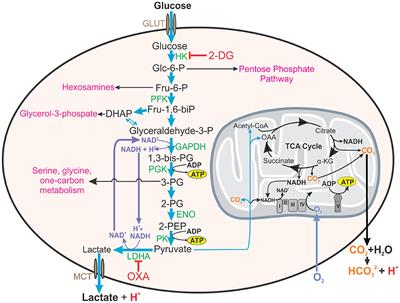 Relevance of the Warburg Effect in Tuberculosis for Host-Directed Therapy